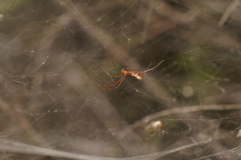 Cyrtophora_ZZXYX_D7917_Z_86_North Stradbroke island_Australie.jpg